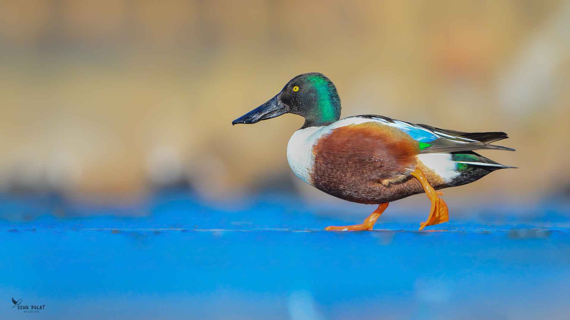 Northern Shoveler